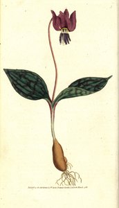 Erythrone 狗牙（或红色 Satyrion） - 狗牙紫罗兰，Erythronium 密犬。 由 James Sowerby 创作的手绘铜版画，来自 William Curtis 的 The Botanical Magazine，伦敦兰贝斯沼泽 作者 西德纳姆·泰斯特·爱德华兹
