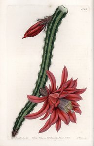 升级的仙人掌--S.Watts的雕版，出自莎拉-安妮-德雷克（1803-1857）的插图，出自英国西登纳姆-爱德华兹（1768-1819）的植物学登记册。 作者 西德纳姆·泰斯特·爱德华兹