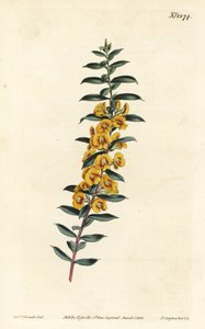 Eutaxia myrtifolia (Cross-leaved dillwynia, Dillwynia obovata) 。F. Sansom Jr.根据Sydenham Edwards的插图进行的手绘铜版画，出自William Curtis的植物学杂志，T. Curtis，伦敦 作者 西德纳姆·泰斯特·爱德华兹