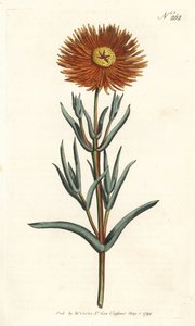 无花果金盏花 - 金色无花果金盏花，Mesembryanthemum aureum。Sansom根据伦敦William Curtis《植物学杂志》中Sydenham Edwards的插图进行的手绘铜版画。 作者 西德纳姆·泰斯特·爱德华兹