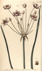 开花草，Butomus umbellatus，六合花，雌雄同体的花1和雌蕊花2。F. Sansom为威廉-柯蒂斯在植物园所做的植物学讲座提供的植物学插图的手绘铜版画。 作者 西德纳姆·泰斯特·爱德华兹