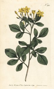 芳香的茉莉花--最甜的茉莉花，Jasminum odoratissimum。Sansom根据Sydenham Edwards的插图进行的手绘铜版画，出自William Curtis的植物杂志，伦敦 作者 西德纳姆·泰斯特·爱德华兹
