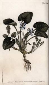 芳香的紫罗兰。彩色铜版画，由Sydenham Edwards（1768-1819）为兰贝斯植物园（英国）的植物学会议提供的插图。 作者 西德纳姆·泰斯特·爱德华兹