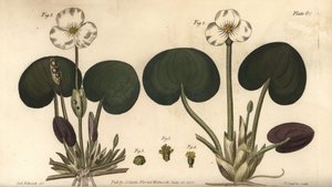 Frogbit, Hydrocharis morsus-ranae, Dioecia，雌株1,4，雄株2,3。F. Sansom为William Curtis在兰姆植物园的植物学讲座所做的植物学插图的手绘铜版画。 作者 西德纳姆·泰斯特·爱德华兹
