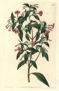 Fuschia variete - Rod-branched fuchsia, Fuchsia bacillaris.丛生紫薇（Fuchsia microphylla）亚种（microphylla）与丛生紫薇（Fuchsia thymifolia）亚种（thymifolia）之间的自然杂交。S. Watts根据Syd的Sarah Drake的插图所做的手绘铜版画。 作者 西德纳姆·泰斯特·爱德华兹