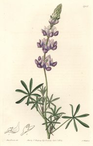 花园羽扇豆，原产于加利福尼亚--S.Watts Strong Water，来自Sarah Anne Drake（1803-1857）的插图，来自《植物志》。 作者 西德纳姆·泰斯特·爱德华兹