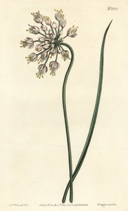倾斜的大蒜--点头的洋葱、淑女的韭菜或弓腰的大蒜，Allium cernuum。F. Sansom Jr.根据Sydenham Edwards的插图进行的手绘铜版画，出自William Curtis的植物学杂志，T. Curtis，伦敦 作者 西德纳姆·泰斯特·爱德华兹