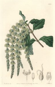 有椭圆叶子或丝质橡子的加里亚或熊丛--S.沃茨根据莎拉-安妮-德雷克（1803-1857）的插图创作的强水，出自《植物志》。