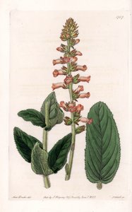 Genera Variete--S.Watts雕刻的图版，出自莎拉-安妮-德雷克（1803-1857）的插图，出自英国西登纳姆-爱德华兹（1768-1819）的植物学名册。 作者 西德纳姆·泰斯特·爱德华兹