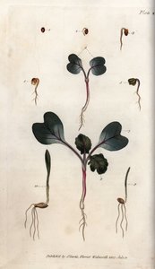 萝卜种子、普通小麦和普通大麦的发芽。彩色铜版画，由Sydenham Edwards（1768-1819）为兰贝斯植物园（英国）的植物学会议提供的插图。 作者 西德纳姆·泰斯特·爱德华兹
