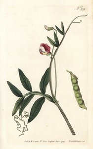 Gesse climene--西班牙薇菜，Lathyrus clymenum（有关节的lathyrus, Lathyrus articulatus）。Sansom根据Sydenham Edwards的插图进行的手绘铜版画，出自William Curtis的植物杂志，伦敦 作者 Sydenham Teast Edwards