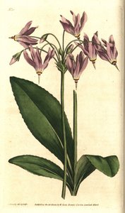 弗吉尼亚州的Giroselle--美国牛肝菌或米德十二宫，Dodecatheon meadia。根据詹姆斯-索尔比的植物学插图进行的手绘铜版画，出自威廉-柯蒂斯的《植物学杂志》，伦敦兰贝斯沼泽。 作者 西德纳姆·泰斯特·爱德华兹