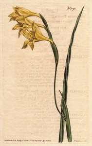 Glaieul在epis和剑形叶子中有黄色花朵。 黄色花，方叶玉米旗。 唐菖蒲。 Sydenham Edwards 的植物插图手绘铜版画，来自威廉·柯蒂斯的“植物学杂志”1790-1 作者 西德纳姆·泰斯特·爱德华兹