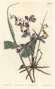 Globba Radicalis（歌剧女郎，Mantisia saltatoria）。 由 F. Sansom Jr. 手工彩色铜版雕刻，由来自伦敦 T. Curtis 威廉柯蒂斯植物学杂志的 Sydenham Edwards 绘制 作者 西德纳姆·泰斯特·爱德华兹