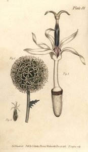球形蓟，Echinops sphaerocephalus，Polygamia segregata，花1，和单花2，3。F. Sansom的手绘铜版画，是Sydenham Edwards为William Curtis在植物园的植物学讲座所做的植物学插图。 作者 西德纳姆·泰斯特·爱德华兹