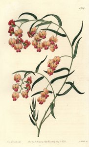 甘氨酸叶 dillwynia，Dillwynia glyinifolia。 S. Watts 手绘铜版画，由来自伦敦里奇韦 Sydenham Edwards