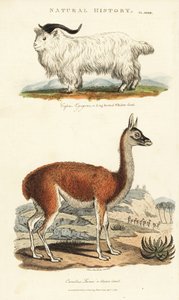 山羊和喇嘛--长角山羊，Capra aegagrus，和喇嘛，Lama glama（Glama camel，Camelus lama）。手绘铜版画，作者为西登纳姆-爱德华兹，出自约翰-梅森-古德的《新百科全书》（Pantologia），G. Kearsley，伦敦 作者 西德纳姆·泰斯特·爱德华兹