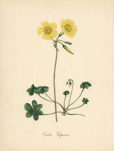 山羊脚酢浆草，Oxalis caprina。 取自 Sydenham Edwards 在 William Curtis 的“植物杂志”中的插图。C. Chabot 的手绘锌版画，由 M. A. Burnett 小姐从她的“Plantae Utiliores：或有用的 Pl 插图”中绘制 作者 西德纳姆·泰斯特·爱德华兹