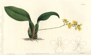 Gomesa cornigera兰花（Horned oncidium，Oncidium cornigerum）。S. Watts根据William Herbert的插图进行的手绘铜版画，出自伦敦Ridgeway的Sydenham Edwards《植物志》。 作者 西德纳姆·泰斯特·爱德华兹
