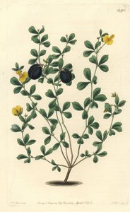 Gompholobium variete（澳大利亚特有的豆科变种）--厚边gompholobium，Gompholobium marginatum。S. Watts根据J.T. Hart的插图进行的手绘铜版画，出自Sydenham Edwards的植物志，Ridgeway，Londo 作者 西德纳姆·泰斯特·爱德华兹