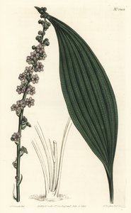 绿花泰塔，Peliosanthes teta。F. Sansom Jr.根据Sydenham Edwards的插图进行的手绘铜版画，出自William Curtis的植物学杂志，T. Curtis，伦敦 作者 西德纳姆·泰斯特·爱德华兹