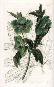 Green Flower Hellebore Variete - S.Watts 雕刻，来自 Sarah Anne Drake (1803-1857) 的插图，来自英国 Sydenham Edwards (1768-1819) 的植物名录 作者 西德纳姆·泰斯特·爱德华兹