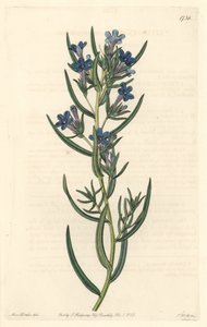 Gremil是一种迷迭香叶子，原产于西西里岛--S.Watts根据Sarah Anne Drake（1803-1857）的插图创作的Water forte，来自《植物志》。 作者 西德纳姆·泰斯特·爱德华兹
