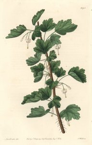 Groseillier，原产于北美洲--S.Watts根据Sarah Anne Drake（1803-1857）的插图绘制的水强，来自《植物志》。 作者 西德纳姆·泰斯特·爱德华兹