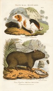 几内亚猪和近缘动物