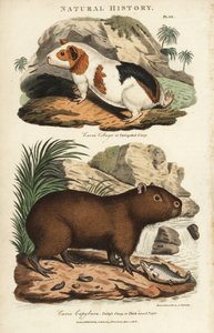 几内亚猪和水豚 - 几内亚猪，Cavia porcellus，和水豚，Hydrochoerus hydrochaeris。根据Sydenham Edwards的手绘铜版画，出自John Mason Good的Pantologia，一本新的百科全书，G. Kearsley，伦敦