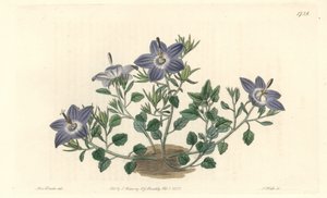 毛叶荠菜，原产于意大利--S. Watts根据Sarah Anne Drake（1803-1857）的插图创作的强水，来自《植物志》。