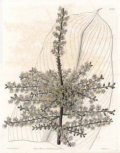 夏威夷菠菜或印度芦苇 - S.Watts 雕刻的盘子，来自 Sarah Anne Drake (1803-1857) 的插图，来自英国 Sydenham Edwards (1768-1819) 的植物名录 作者 西德纳姆·泰斯特·爱德华兹