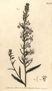 楠木小叶女贞，小叶女贞，单叶女贞。F.Sansom为威廉-柯蒂斯在兰贝斯植物园发表的植物学讲座提供的手绘铜版画，由Sydenham Edwards绘制。 作者 西德纳姆·泰斯特·爱德华兹