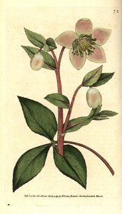 鲜艳或黑色的Hellebore（Ellebore）--鲜艳或紫色的Hellebore，Helleborus lividus。根据詹姆斯-索尔比的植物学插图进行的手绘铜版画，出自威廉-柯蒂斯的《植物学杂志》，伦敦兰贝斯沼泽。 作者 西德纳姆·泰斯特·爱德华兹