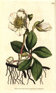 Hellebore (ellebore) noir ou rose de Noel - 圣诞玫瑰或黑色鹤望兰，Helleborus niger。根据Sydenham Edwards的植物学插图进行的手绘铜版画，出自William Curtis的《植物学杂志》，伦敦Lambeth Marsh。 作者 西德纳姆·泰斯特·爱德华兹