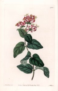 草本植物品种--S.Watts雕刻的图版，出自莎拉-安妮-德雷克（1803-1857）的插图，出自英国西登纳姆-爱德华兹（1768-1819）的植物学名册。 作者 西德纳姆·泰斯特·爱德华兹