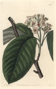 喜马拉雅山灰 - S. Watts Strong Water 来自植物名录的 Sarah Anne Drake (1803-1857) 插图 作者 西德纳姆·泰斯特·爱德华兹