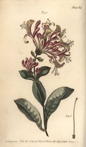 金银花，Lonicera caprifolium，Monogynia。F.Sansom为威廉-柯蒂斯在兰贝斯植物园的植物学讲座所做的植物学插图的手绘铜版画，由Sydenham Edwards绘制。