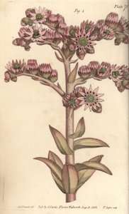 Houseleek，Sempervivum tectorum，Dodecagynia，雌雄同体的花，有12个花蕊。F. Sansom为威廉-柯蒂斯在植物园所做的植物学讲座绘制的手绘铜版画，由Sydenham Edwards绘制。