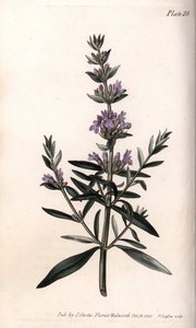 牛膝草或药用牛膝草。彩色铜版画，由Sydenham Edwards（1768-1819）为兰贝斯植物园（英国）的植物学会议提供的插图。 作者 西德纳姆·泰斯特·爱德华兹