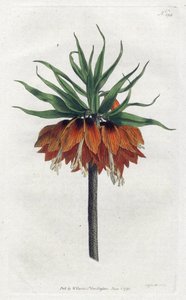 Imperial Fritillary 或 Imperial Crown - Sydenham Edwards (1768-1819) 的平版印刷，来自威廉·柯蒂斯 (William Curtis) 植物学杂志 (1746-1799) 的版画 作者 西德纳姆·泰斯特·爱德华兹