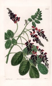 Indigofera Variete - S.Watts雕刻的图版，来自Sarah Anne Drake（1803-1857）的插图，出自英国Sydenham Edwards（1768-1819）的植物学登记册。 作者 Sydenham Teast Edwards