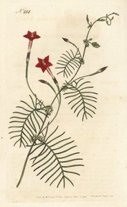 Ipomee quamoclite或quamoclite pennee或ipomee一片红叶--柏树藤或有翅叶的ipomoea，Ipomoea quamoclit。Sansom根据Sydenham Edwards的插图进行的手绘铜版画，伦敦William Curtis的植物学杂志。 作者 西德纳姆·泰斯特·爱德华兹