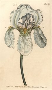 Iris florentina, Iris germanica nothovar.F. Sansom的手绘铜版画，是Sydenham Edwards为William Curtis在兰贝斯植物园的植物学讲座所做的植物学插图。 作者 西德纳姆·泰斯特·爱德华兹