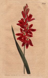 Ixia深红色或陈旧的花，深色carlate的颜色。深红的Ixia或平展的花的Ixia，有深红色的花。Ixia patens。手绘铜版画，来自威廉-柯蒂斯的《植物学杂志》中西登纳姆-爱德华兹的植物学插图。 作者 西德纳姆·泰斯特·爱德华兹