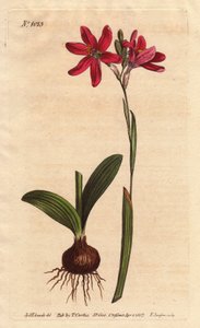粉红色的Ixia。属于南非百合科，用球茎和叶子描述。玫瑰色的Ixia，是南非百合科的一种美丽的粉红色花朵，左图为球茎和叶子。Ixia latifolia（Ixia capillaris）。手绘的铜版画 作者 西德纳姆·泰斯特·爱德华兹