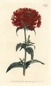 耶路撒冷十字架--燃烧的爱，Silene chalcedonica（Scarlet lychnis，Lychnis chalcedonica）。Sansom根据Sydenham Edwards的插图进行的手绘铜版画，出自William Curtis的植物杂志，伦敦 作者 西德纳姆·泰斯特·爱德华兹