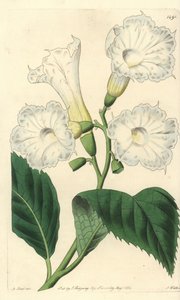 大花虫草 - 大花虫草，Cordia grandiflora。S. Watts根据M. Hart的插图进行的手绘铜版画，出自伦敦Ridgeway的Sydenham Edwards《植物志》。 作者 西德纳姆·泰斯特·爱德华兹