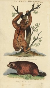 懒惰的三趾懒或艾和旱獭--三趾懒，Bradypus tridactylus，和高山旱獭，Marmota marmota（Arctonys marmota）。手绘铜版画，取自John Mason Good的Pantologia, a New Encyclopedia, G. Kearsley, L.