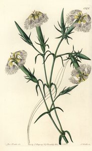 黎巴嫩康乃馨（濒危物种）--黎巴嫩的粉红，Dianthus libanotis。濒危物种。S. Watts根据Sydenham Edwards的《植物志》中Sarah Drake小姐的插图进行的手绘铜版画，Ridgeway，伦敦 作者 西德纳姆·泰斯特·爱德华兹